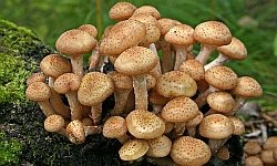 Чистка грибов